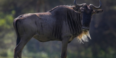 11 gün boyunca aralıksız olarak 12 bin kilometre uçtu
