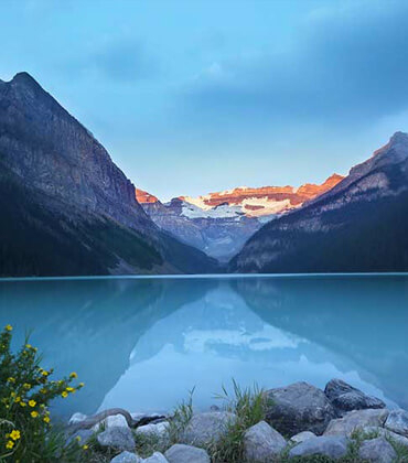 Albino hastalığına yakalanan hayvanlar