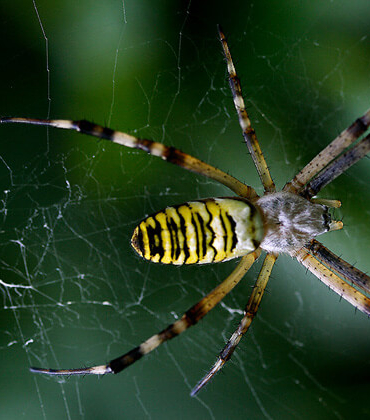 Amazon örümceklerinin esrarengiz dünyalarına gitmeye hazır olun.