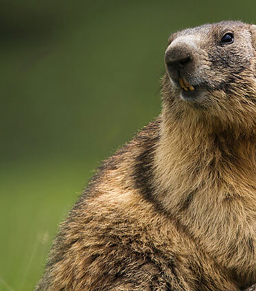 Baraj gölü yüzeyinde kümeleşen balıklar şaşırttı