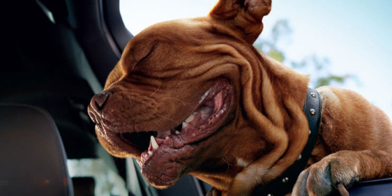 Devasa fareyi yavru tavşan sandı