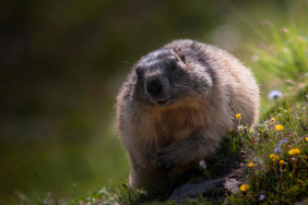 Dikkat! Mavi yengeci avlamanın cezası 5 bin TL