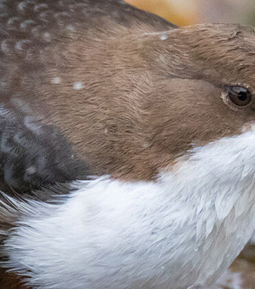 Flamingolar Bitlis’teki Arin Gölü’nü renklendirdi