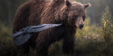 Gölyazı, sonbaharda göçmen kuş misafir ediyor
