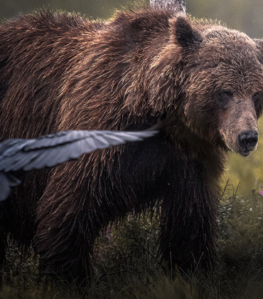 Gölyazı, sonbaharda göçmen kuş misafir ediyor