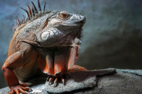 İguanalar ne kadar sürede renk değiştirebilir ? Detaylar burada…