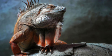 İguanalar ne kadar sürede renk değiştirebilir ? Detaylar burada…