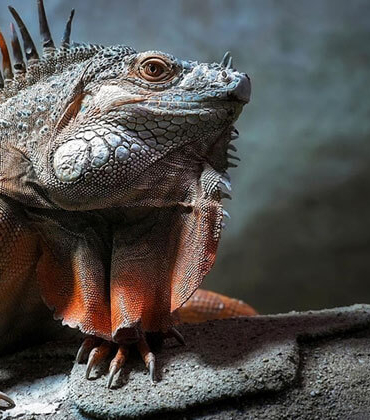 İguanalar ne kadar sürede renk değiştirebilir ? Detaylar burada…