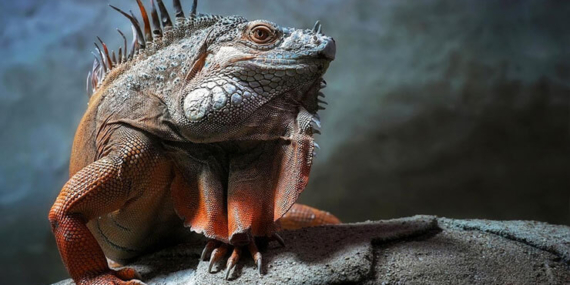 İguanalar ne kadar sürede renk değiştirebilir ? Detaylar burada…