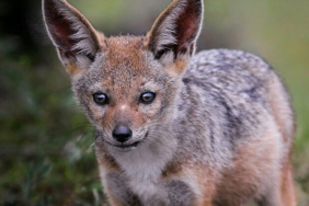 Kanalın kazı maliyeti bile toplam ihalenin üzerinde