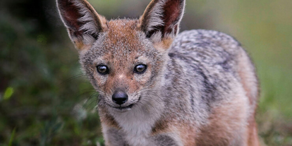 Kanalın kazı maliyeti bile toplam ihalenin üzerinde