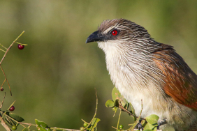 Nesli tehlikede olan vaşak Malatya’da görüntülendi
