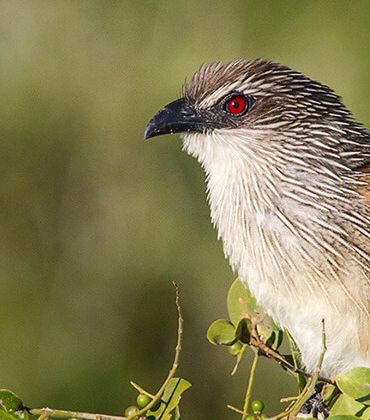 Nesli tehlikede olan vaşak Malatya’da görüntülendi