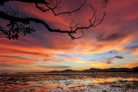 Onlarca boynuzun arasında canlı canlı.