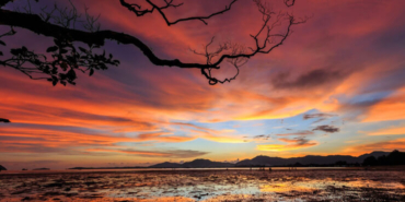 Onlarca boynuzun arasında canlı canlı.