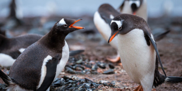 Penguenleri hiç bu kadar komik ve yakından görmemiştiniz
