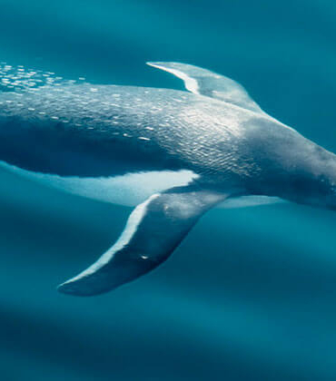Şenol Güneş: Arda Turan Milli Takım formasını giyebilir
