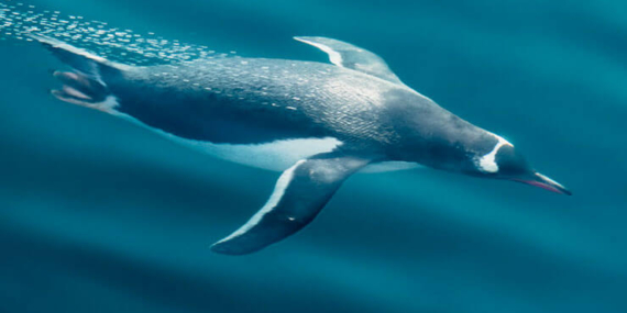 Şenol Güneş: Arda Turan Milli Takım formasını giyebilir