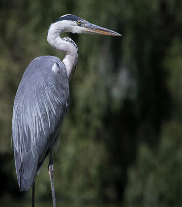 Uyarılara aldırış etmeyip göle girdi, timsaha yem oldu