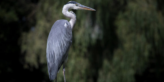 Uyarılara aldırış etmeyip göle girdi, timsaha yem oldu