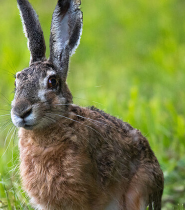 Van Gölü Havzası’nın narin kuşları flamingolar