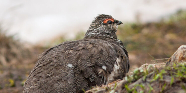 Yaban hayatından fotokapana yakalanan anlar hayrete düşürdü