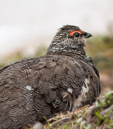 Yaban hayatından fotokapana yakalanan anlar hayrete düşürdü