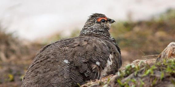 Yaban hayatından fotokapana yakalanan anlar hayrete düşürdü